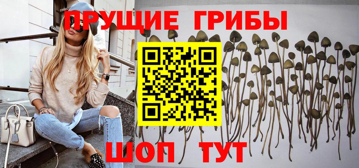 Псилоцибиновые грибы Psilocybine cubensis  Вход с VPN  Михайловск 