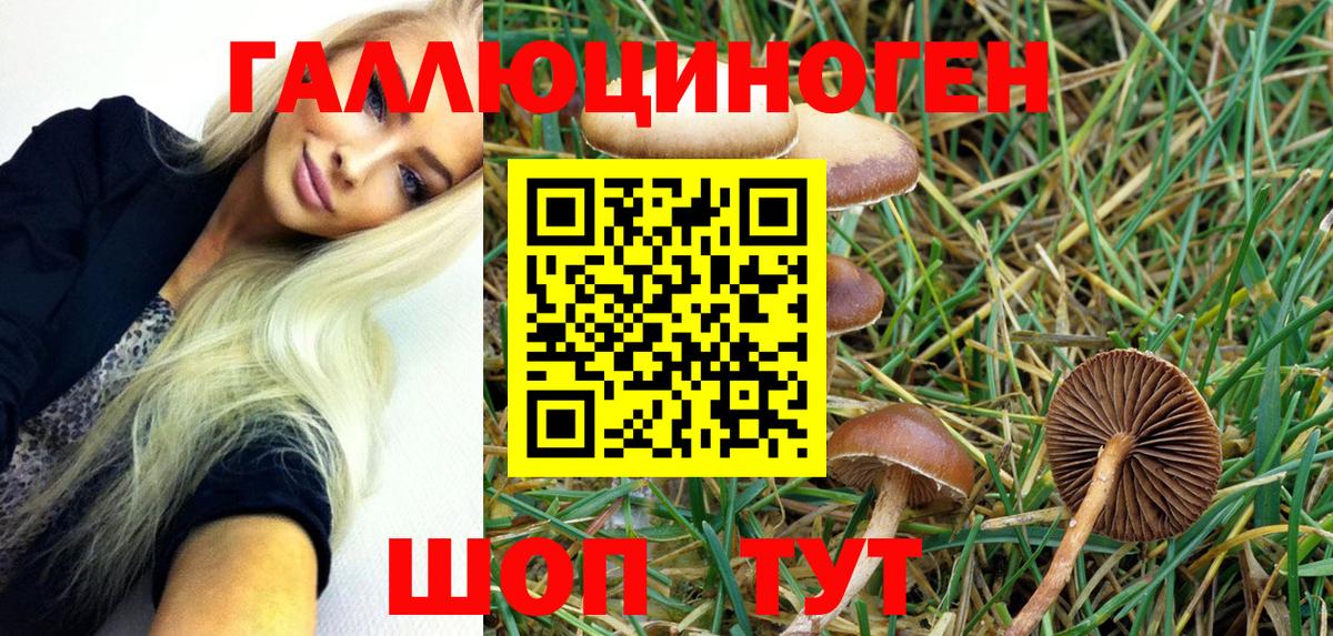 Галлюциногенные грибы Psilocybe Михайловск